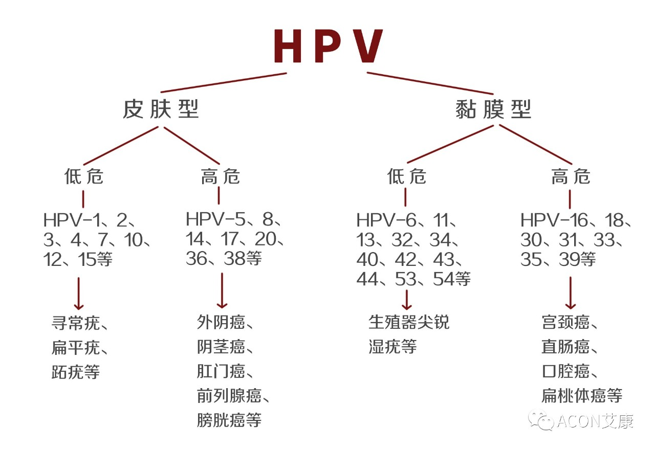 HPV疫苗有必要打嗎？二價(jià)、四價(jià)、九價(jià)要如何選擇！